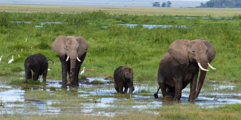 Amboseli-safaris