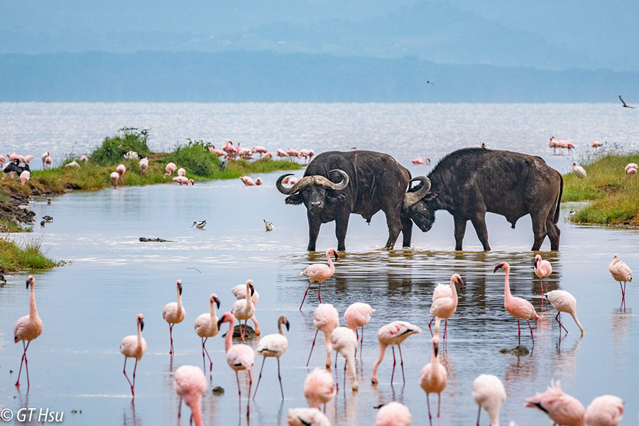 Lake-Nakuru-National-Park1