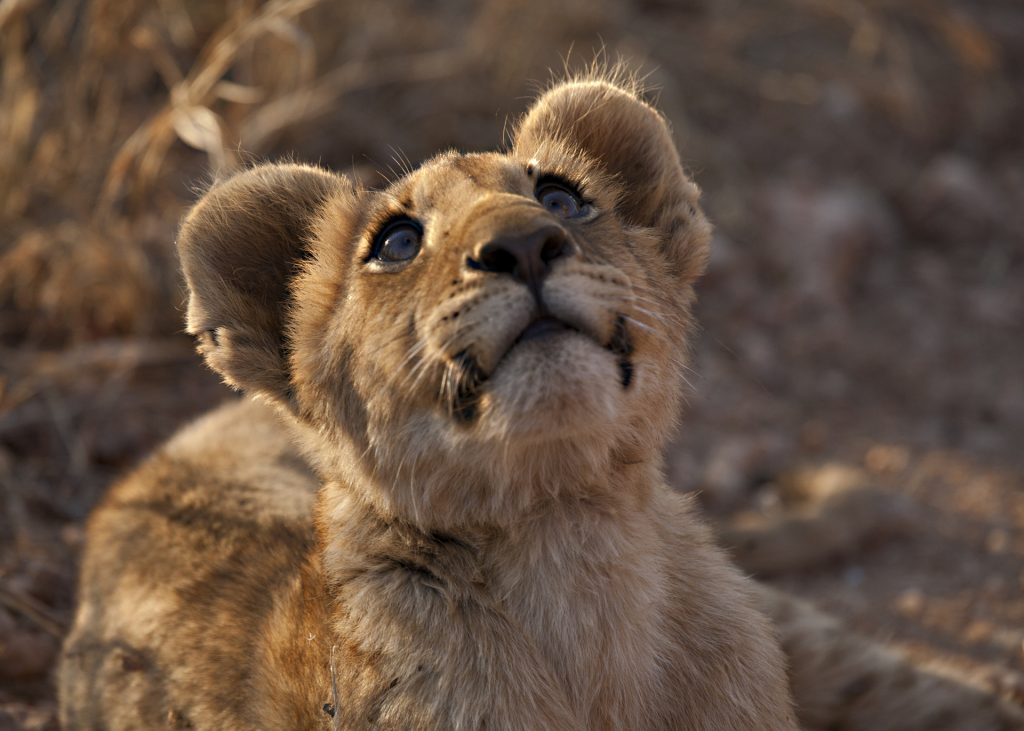 lion Cub  (Panthera leo)