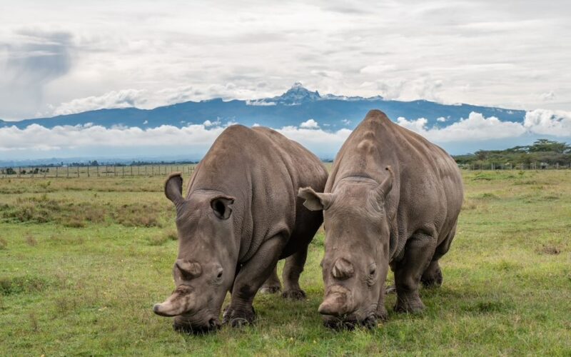 ol-pejeta-northern-white-rhinos