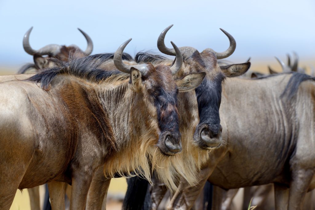 Wildebeest, National park of Kenya