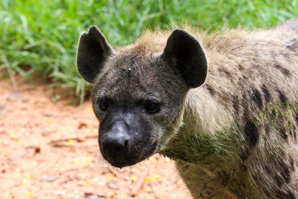 Spotted Hyena in nature