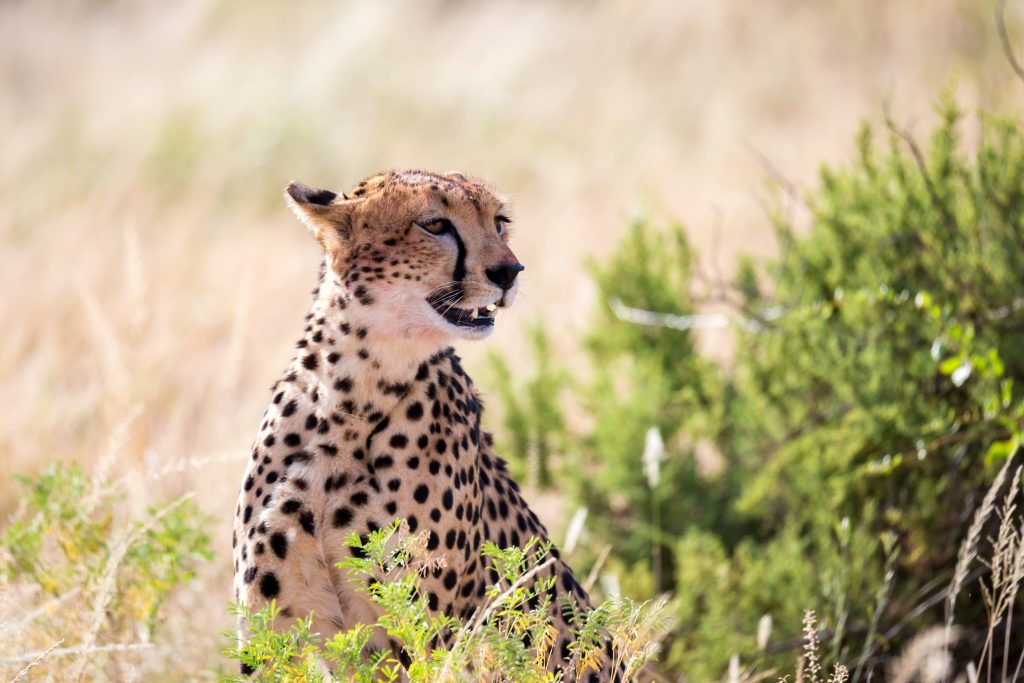 A cheetah in the grass landscape between the bushes